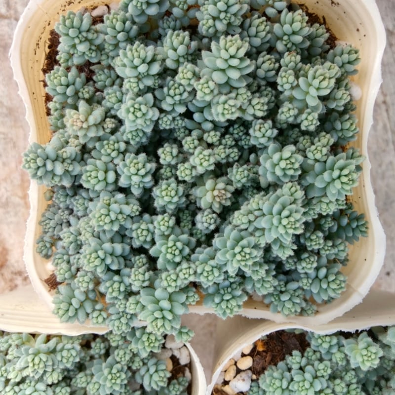 セダム 玉蛋白 | とげとげハウス