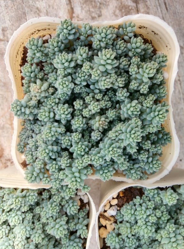 セダム 玉蛋白 | とげとげハウス