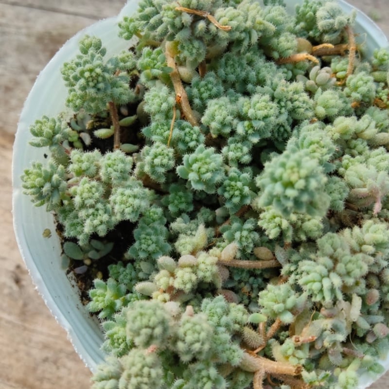 【ランダム1鉢　カット】アエオ「グリーンローズ」　6㌢鉢　大小有り　傷有り ランダム1鉢 カット】アエオ「グリーンローズ」 6㌢鉢 大小有り 傷有り