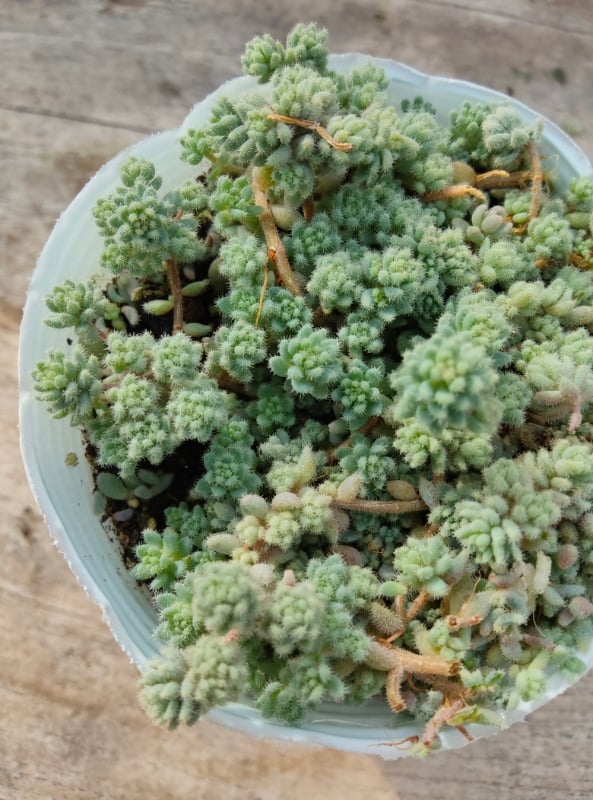 多肉植物　激レアセダム　クリーム玉蛋白　5カット(カットに付き根っこ有りません セダム 玉蛋白 【多肉植物 2.5～3号】｜ 【植物のITANSE