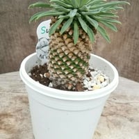 ユーフォルビア　蘇鉄麒麟