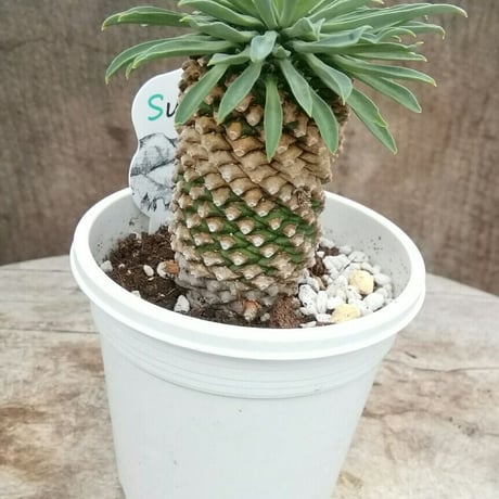 ユーフォルビア　蘇鉄麒麟