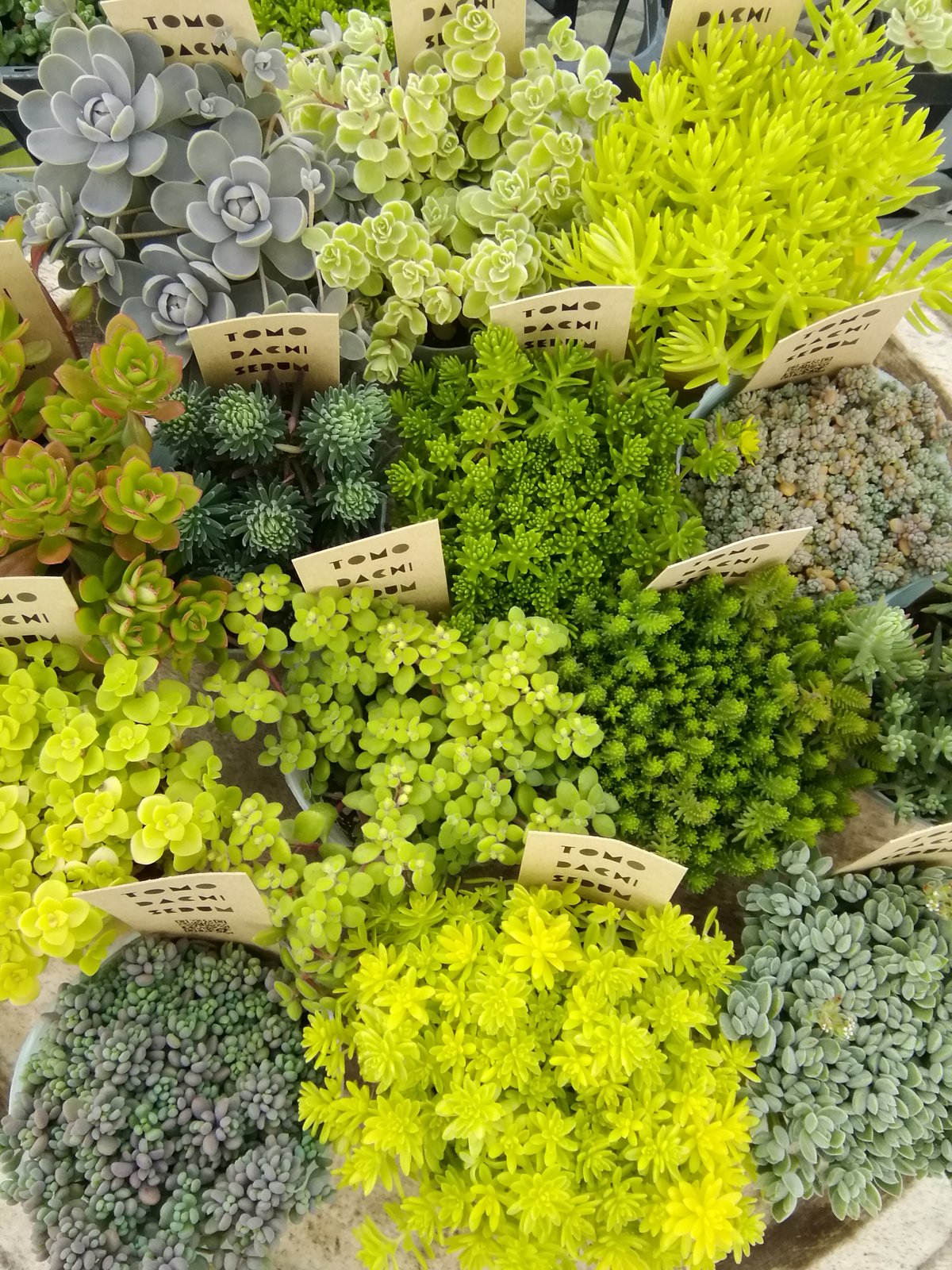 多肉植物❤️フロリディティール ❤️1大頭5小頭11cm拔き苗三年生セダム  おまけ フロリディティール(tsunコレ・キメコレ)｜🍀GreenSnap