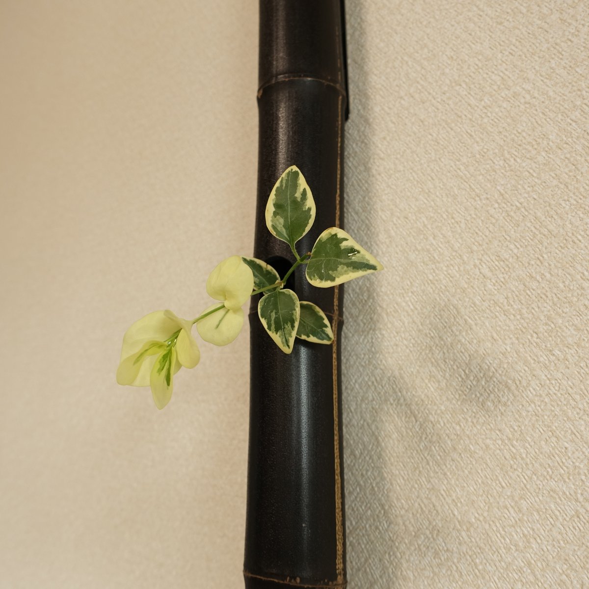 自然変色 竹の一輪挿し 壁掛け L=609mm | 木のクラフトショップ うるも