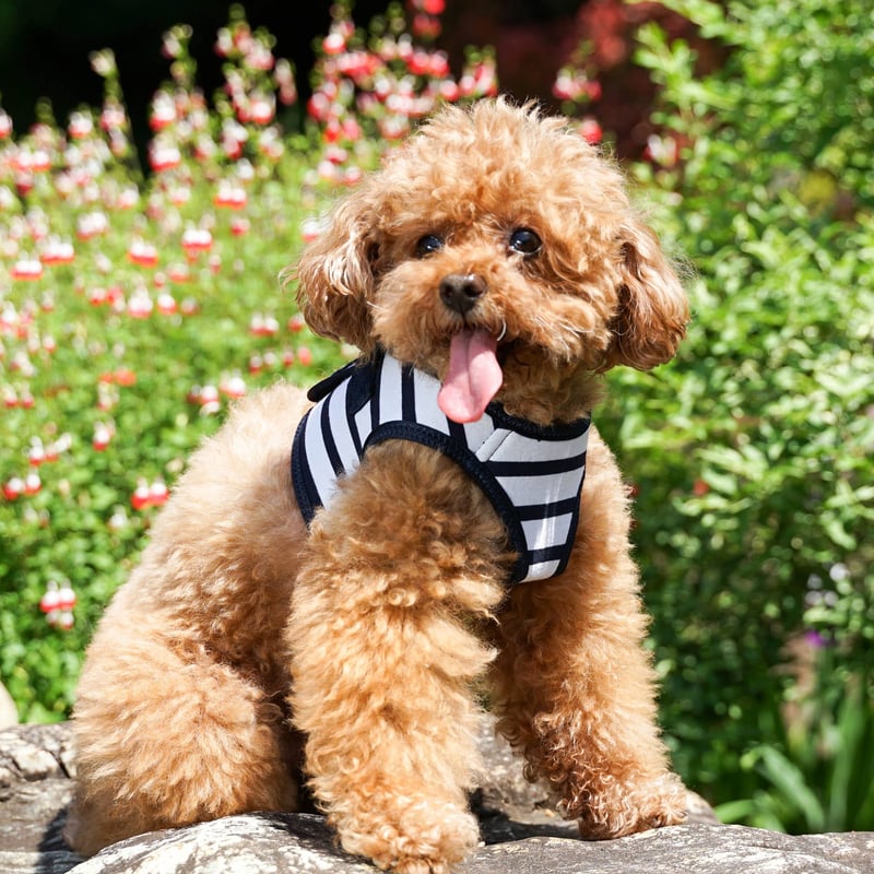 andmary Nicole fur belt jacket 新品未使用 正規品 ANDMARY】Nicole fur belt jacket