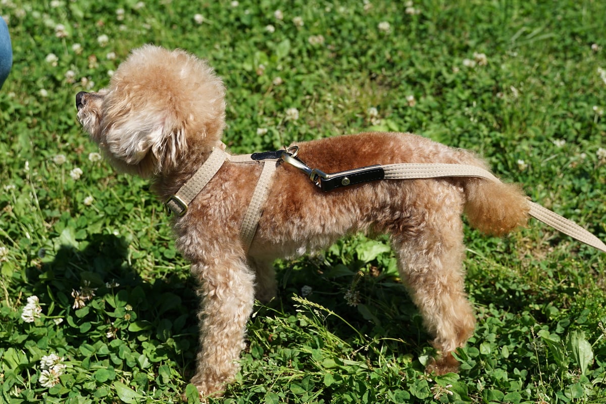 HUMAN MADE Ningensei Furin #2 ベージュ 犬 HUMAN MADE Ningensei Furin #2 ベージュ 犬