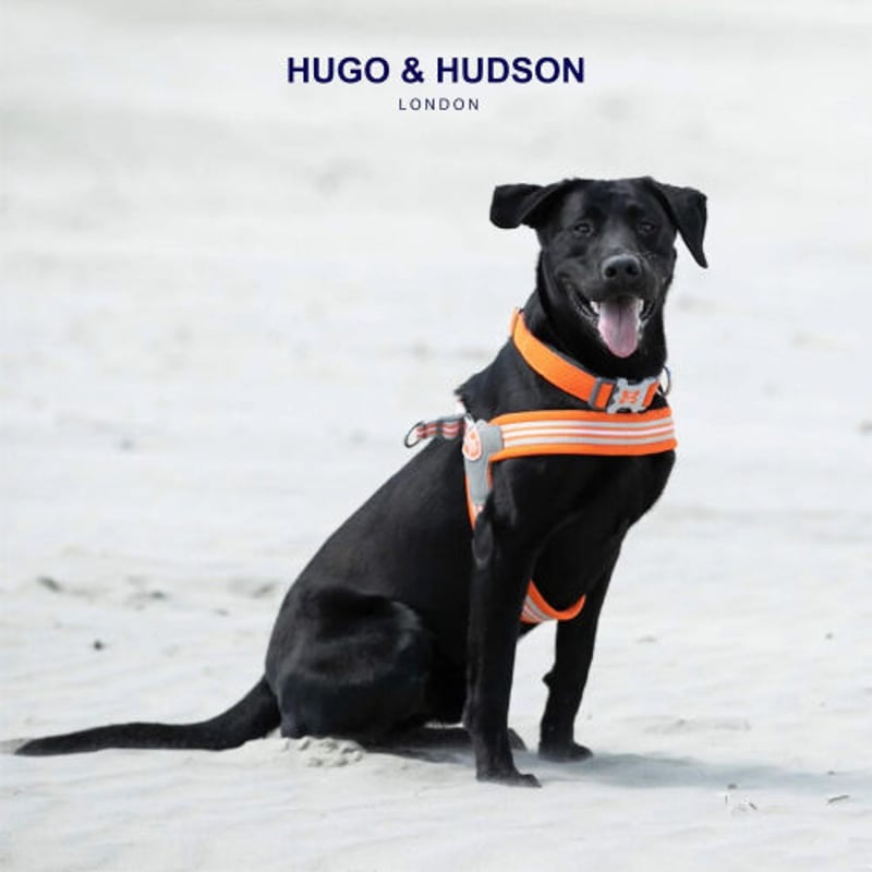 HUGO&HUDSON Easy Walk ハーネス Orange | HarrieBelle
