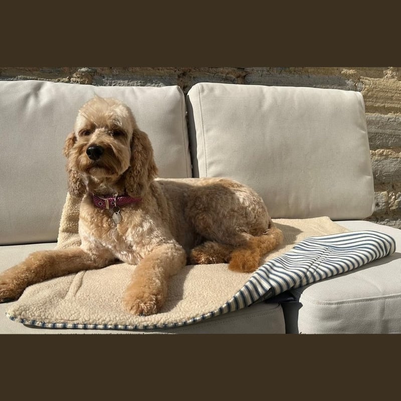 BlossomCo Luxury Dog ブランケット | HarrieBelle