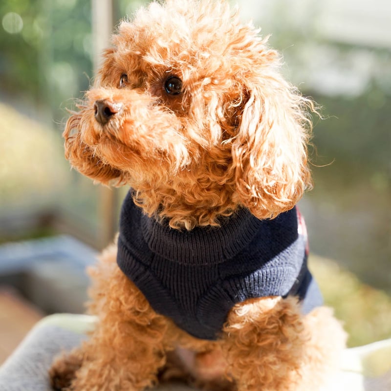 MILK&PEPPER ユニオンジャックセーター | HarrieBelle