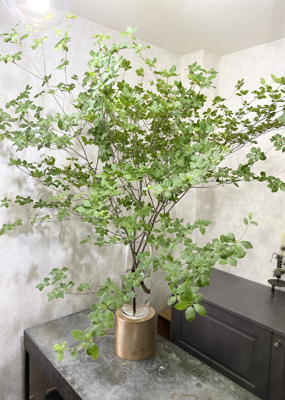 極上天然。山採りドウダンツツジ。 山採りドウダンツツジ 極上天然。山