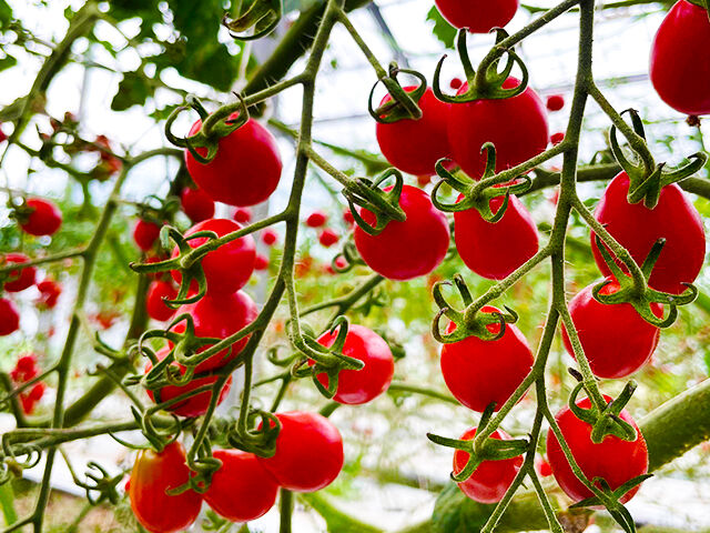 トマト  GAVA大量含有】国内産有機栽培・リッチトマトジュース