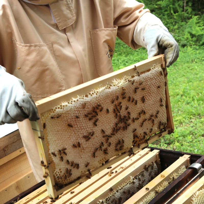 日本蜜蜂 巣蜜 コムハニー 1200g 訳あり日本蜜蜂 巣蜜 コムハニー 1200g