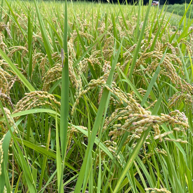 【happy】自然栽培 玄米 23kg 2024年産（標準精米） 楽天市場】新米 自然栽培米 玄米 5kg 令和7年度産 朝日米 自然栽培