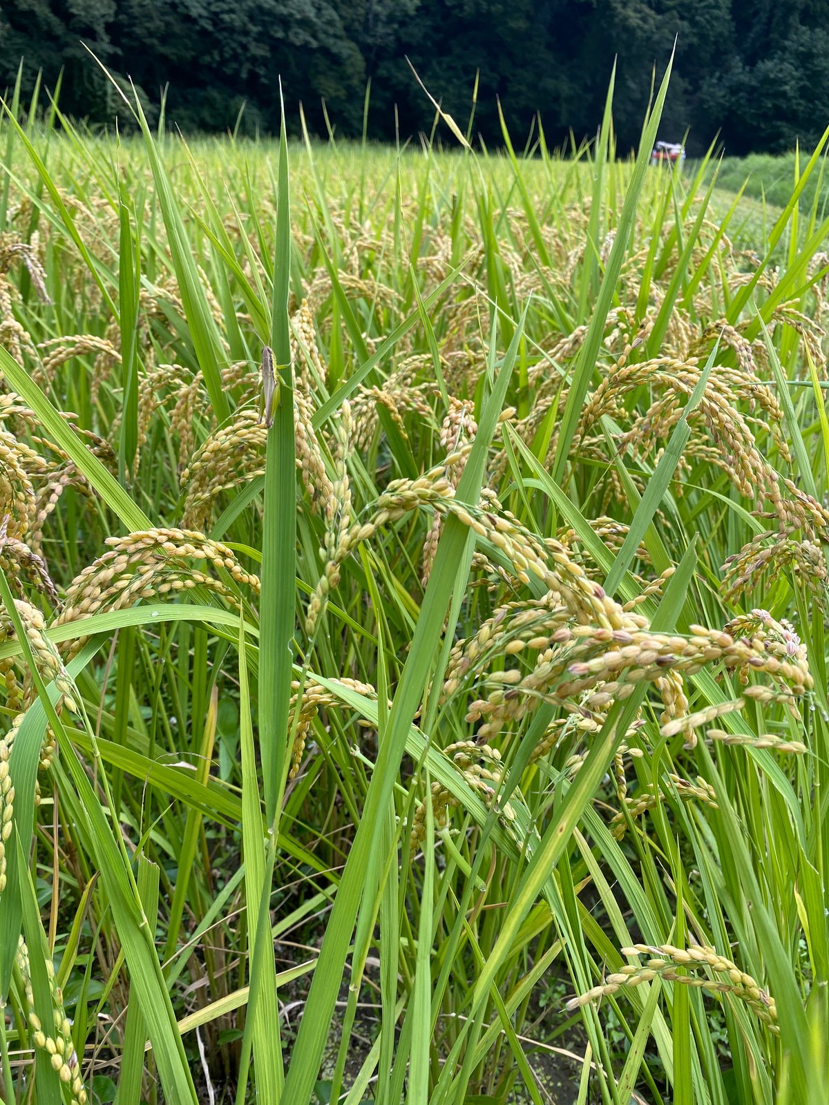 2025年産】 自然栽培米 (雄山錦 玄米） | AGUMOGU(あぐもぐ) 『自然