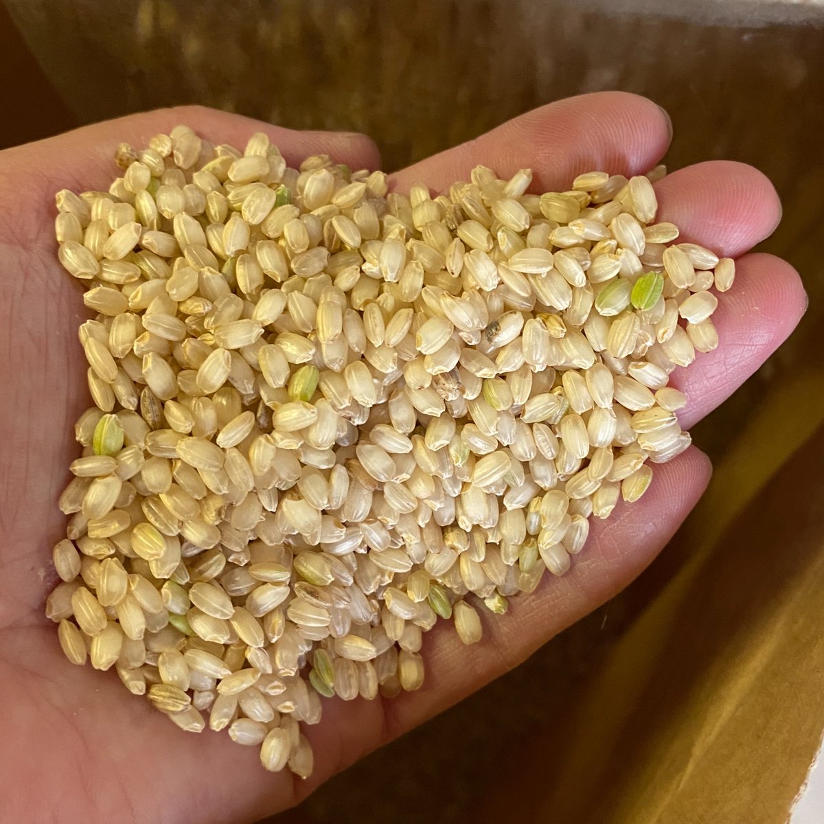 2025年産】 自然栽培米 (雄山錦 玄米） | AGUMOGU(あぐもぐ) 『自然