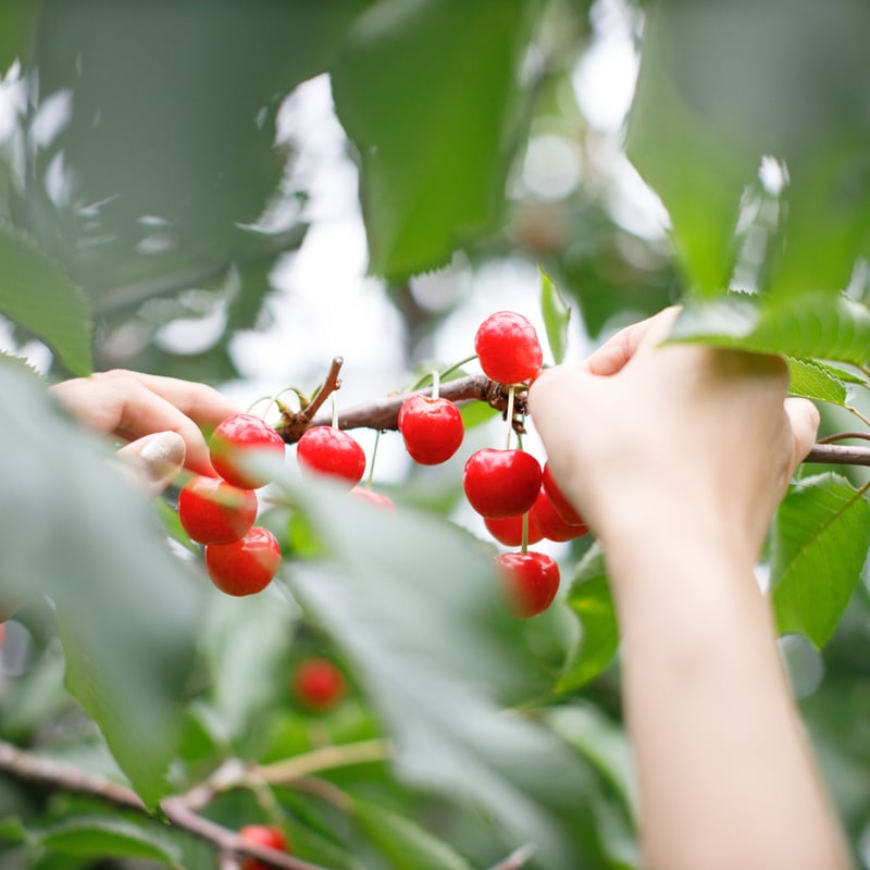 茶道具 古物品 菓子器 外銀 佐藤武 木箱入 茶道具 古物品 菓子器 外銀 佐藤武 木箱入