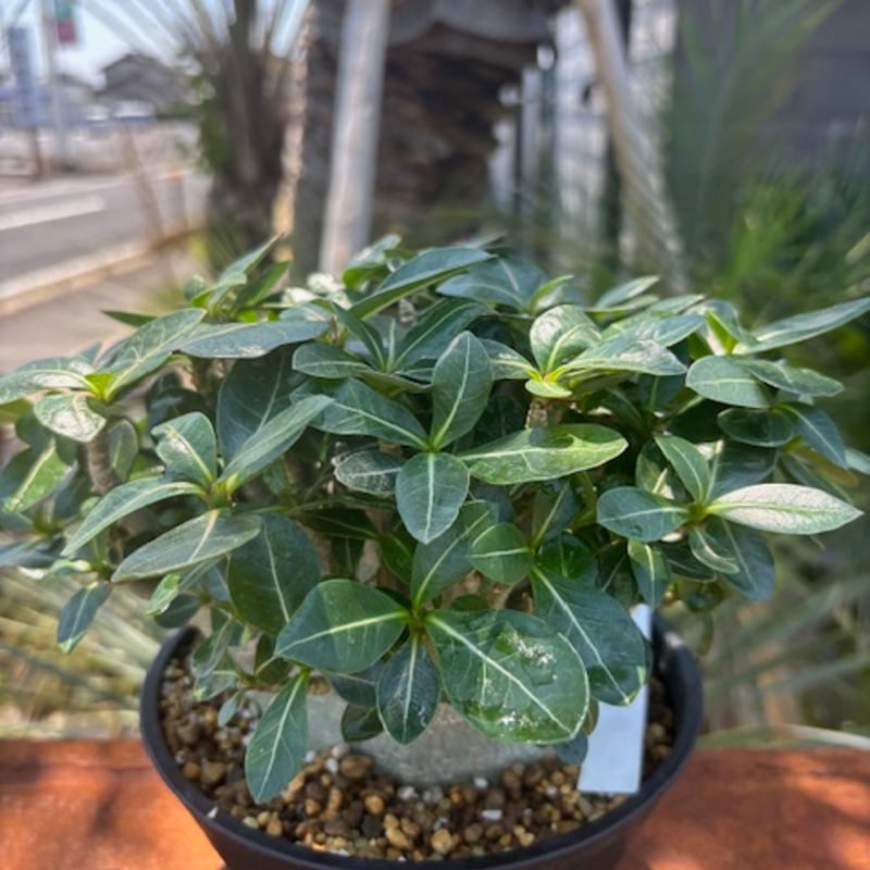 アデニウム コンパクトグリーン 園芸ネット本店｜アデニウム： アラビカム コンパクトグリーン 4号