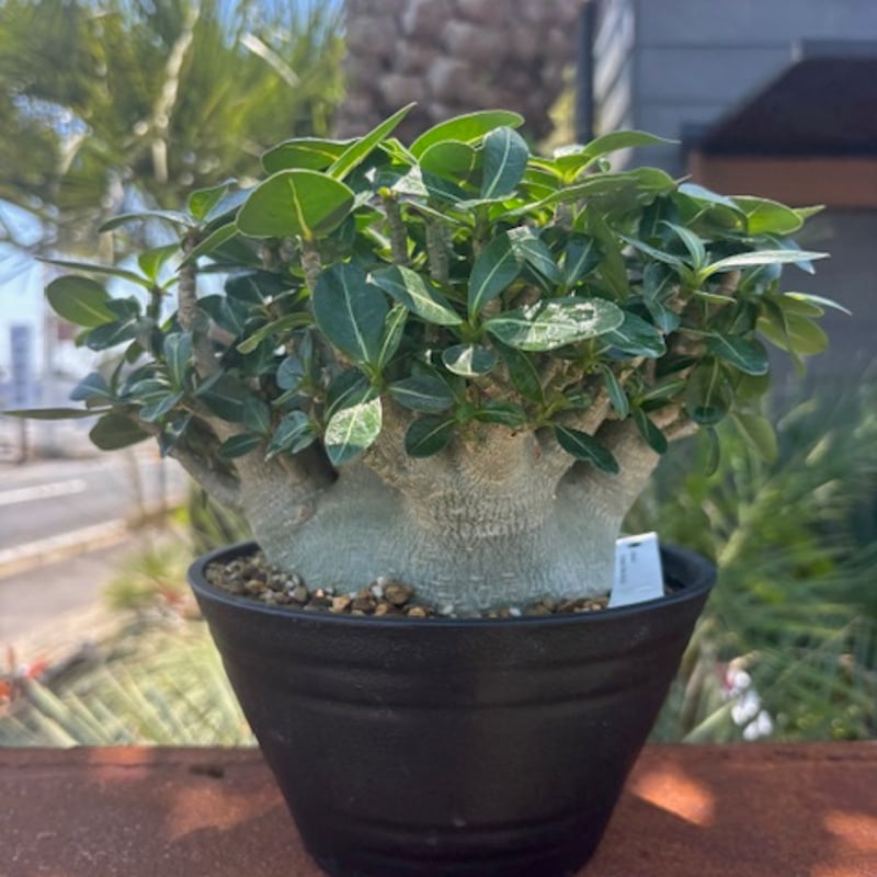 アデニウム コンパクトグリーン 園芸ネット本店｜アデニウム： アラビカム コンパクトグリーン 4号