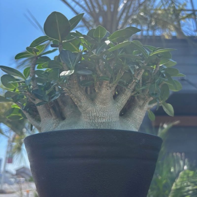 アデニウム（compact green root cut） | Collect Base'str