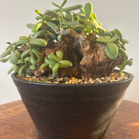 ピグマエア | STORES