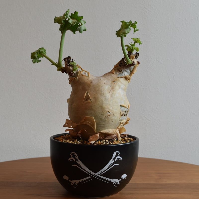 キフォステンマウターマクロプス 塊根植物 約35cm 発根済み 鉢付き