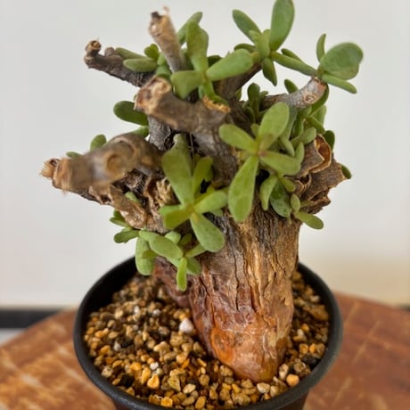 ピグマエア | STORES