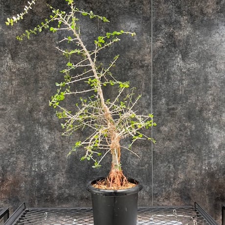 【美樹形】コミュフォラ　シンプリキフォリア　現地発根株 美樹形】コミュフォラ シンプリキフォリア 現地発根株 美樹形】コミュ