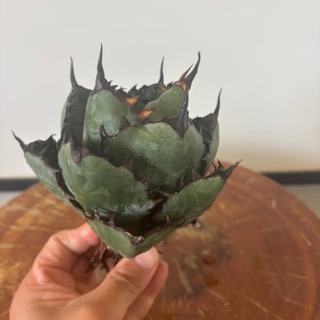 アガベチタノタブラックアンドブルー | STORES