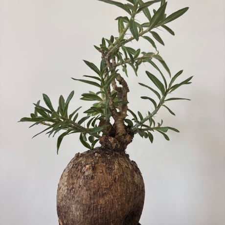 パキポディウム ビスピノーサム　発根済み パキポディウムビスピノーサム | STORES