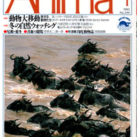アニマ　1993年1月号