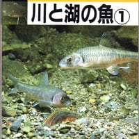 検索入門　川と湖の魚　１