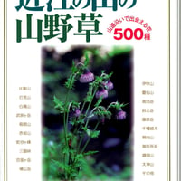 近江の山の山野草　山道沿いで出会える花500種