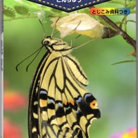 ポケット版　学研の図鑑１　昆虫