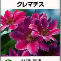NHK趣味の園芸　よくわかる栽培12か月　クレマチス