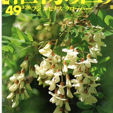 週刊朝日百科　植物の世界49　フジ　ルピナス　クローバー