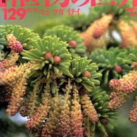 週刊朝日百科　植物の世界129　モミ　ツガ　イチイ