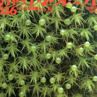 週刊朝日百科　植物の世界136　コケ植物１　セン類