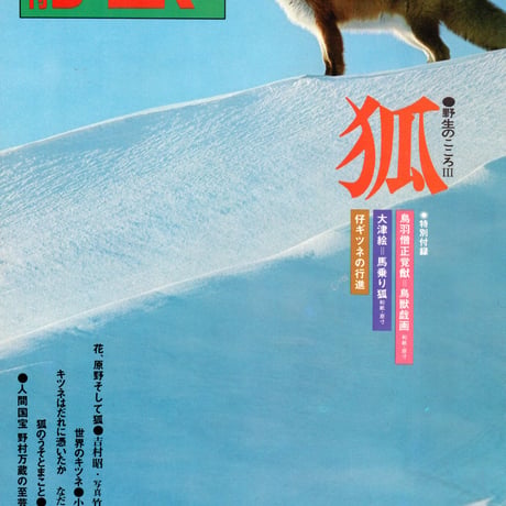 キタキツネ | STORES