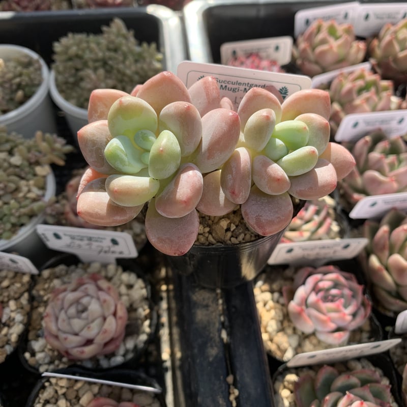 Sato　多肉植物　ビバーシェ　韓国苗 Amazon.co.jp: ！！多肉植物 ピンクハニー #PH 韓国苗 美苗