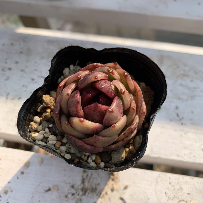 多肉植物 ブラックローズhyb | Succulentgarden Mugi_Moko_ 多肉植物 ブラックローズhyb | Succulentgarden Mugi_Moko_