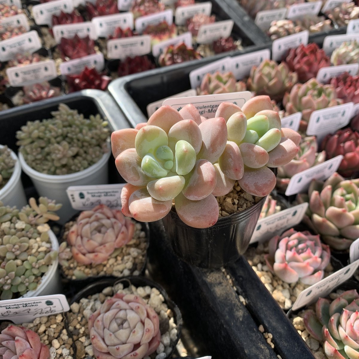 Sato　多肉植物　ビバーシェ　韓国苗 多肉植物 レジェンド （韓国苗） | Succulentgarden Mugi_Moko_