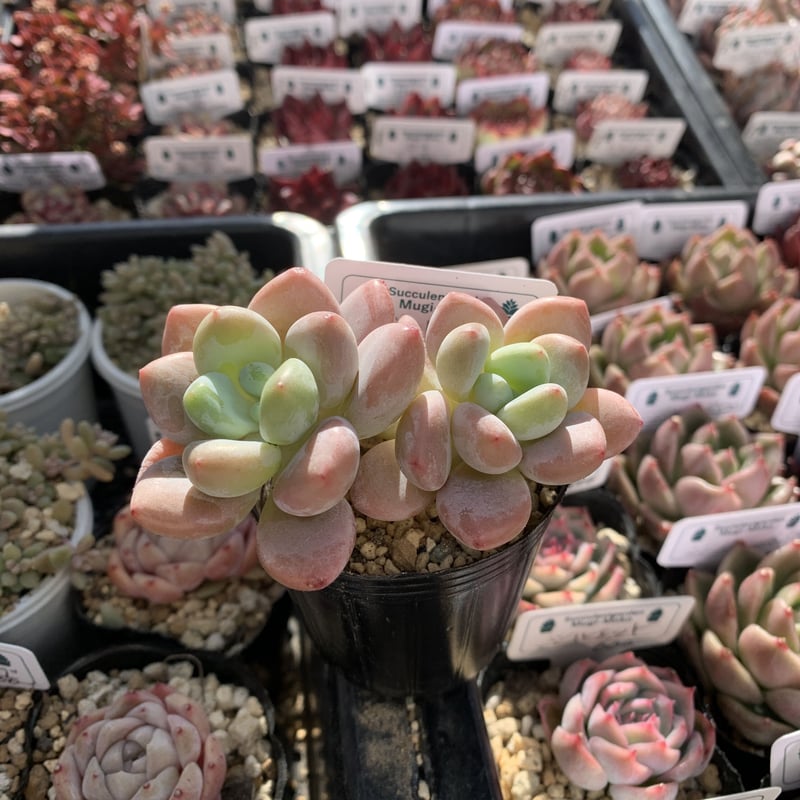 Sato　多肉植物　ビバーシェ　韓国苗 50株の抜き苗セット】赤琥珀 多肉植物 佐川急便発送 エケベリア 韓国苗