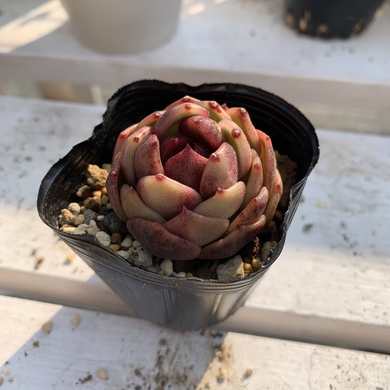 多肉植物 ブラックローズhyb | Succulentgarden Mugi_Moko_