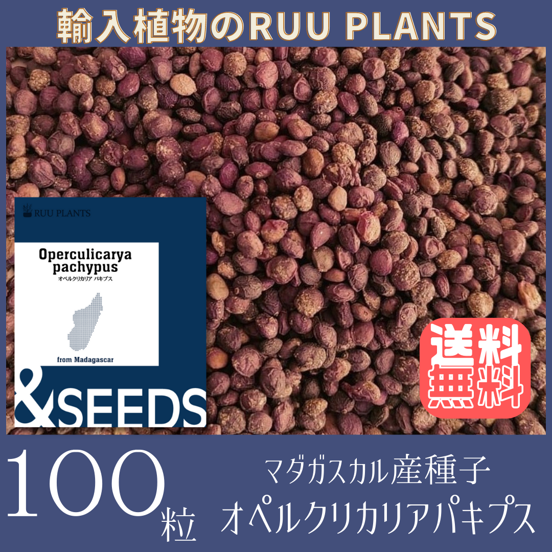 毎日採集 超新鮮 パキポディウム グラキリス 種子100粒 - 植物/観葉植物