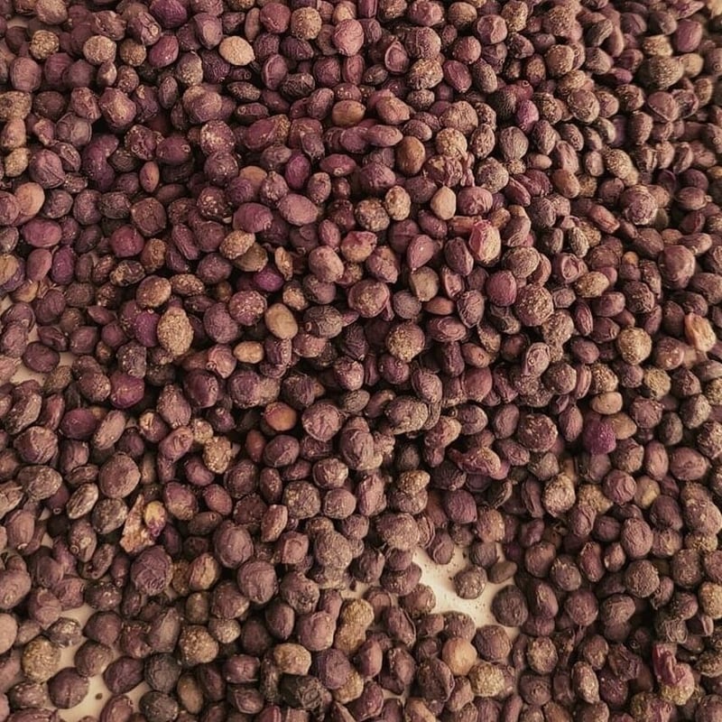 長*昭様 【種子】オペルクリカリア パキプス Operculicarya pac 種子:10粒】オペルクリカリア・パキプス Operculicarya pachypus マダ