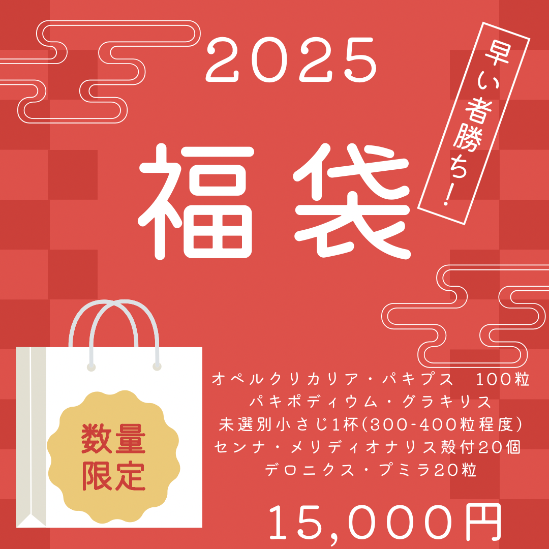 種子福袋2025 | RUU PLANTS