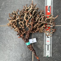 種子】パキポディウムグラキリス Pachypodium rosulatum var. gra