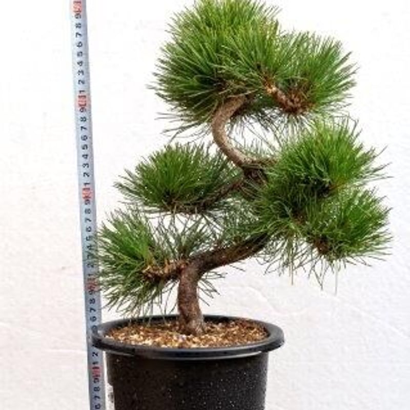 黒松8年物 | EVER ROOTS BONSAI STORE