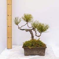 黒松5年物 | EVER ROOTS BONSAI STORE