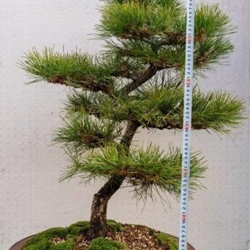 黒松8年物 | EVER ROOTS BONSAI STORE 黒松8年物 | EVER ROOTS BONSAI STORE